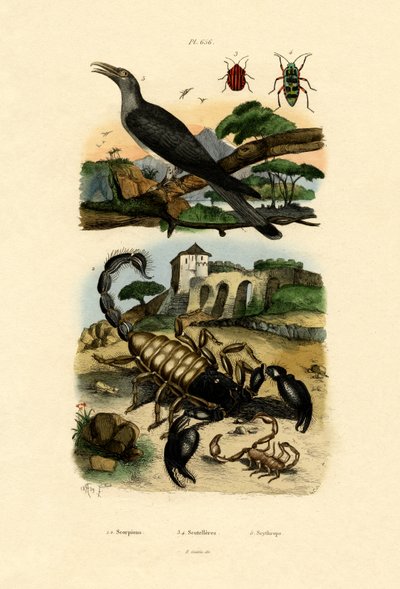Scorpions by French School